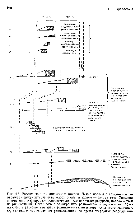 Различные типы жизненных циклов. Длина полосы в каждом случае отражает продолжительность жизни особи, а высота — размер тела. Толщина закрашенного фрагмента соответствует доле наличных ресурсов, направляемой на размножение. Организмы с однократным размножением уделяют ему большую часть ресурсов (во время размножения), но вскоре после этого отмирают. Организмы с многократным размножением во время очередной репродуктив-