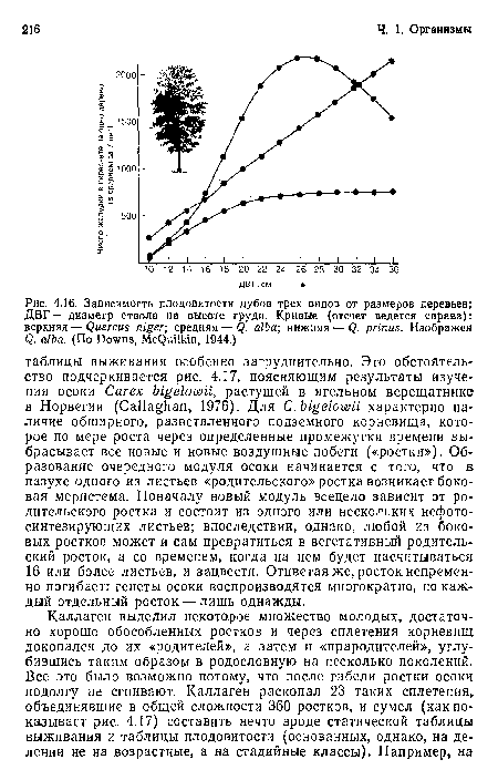 Зависимость плодовитости дубов трех видов от размеров деревьев; ДВГ — диаметр ствола на высоте груди. Кривые (отсчет ведется справа)