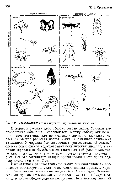 В морях и океанах дело обстоит совсем иначе. Морские местообитания обширны и сообщаются между собою; они более или менее доступны для пелагических личинок, поскольку последних быстро разносит постоянными и приливно-отливными течениями. У морских беспозвоночных расселительной стадией служит обыкновенно недолговечная пелагическая личинка, а сидячая взрослая особь обычно соответствует той фазе жизненного цикла, на которой в основном осуществляется питание и рост. Все это составляет полную противоположность пресноводным насекомым (рис. 5.9).