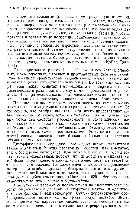 Диморфизм типа «бродяги — домоседы» весьма характерен также и для тлей (у этих насекомых имеется как крылатое, так и бескрылое потомство). Крылатая и бескрылая формы генетически тождественны, потому что диморфизм возникает на той фазе популяционного цикла, когда имеет место партеногене-тическое размножение. То, какое именно потомство произведет материнская особь — крылатое, бескрылое или и то и другое — зависит, по всей видимости, от плотности популяции и от качества достающейся самке пищи (Harrison, 1980). Все это очень напоминает то, что известно о Gymnarrhena.