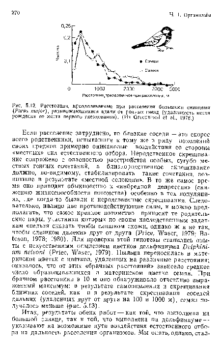 Если расселение затруднено, то близкие соседи — это скорее всего родственники, испытавшие к тому же в ряду поколений своих предков примерно одинаковые воздействия со стороны «местных» сил естественного отбора. Неродственное скрещивание сопряжено с опасностью расстройства особых, сугубо местных генных сочетаний, а близкородственное скрещивание должно, по-видимому, стабилизировать такие сочетания, возникшие в результате «местной селекции». В то же самое время оно приводит обыкновенно к «инбредной депрессии» (снижению жизнеспособности потомства) особенно в тех популяциях, где когда-то бывали и неродственные скрещивания. Следовательно, налицо две противодействующие силы, и можно предполагать, что самое крепкое потомство приносят те родительские пары, участники которых по своим наследственным задаткам «нельзя сказать чтобы слишком схожи, однако ж и не так, чтобы слишком далеки» друг от друга (Price, Waser, 1979; Bateson, 1978; 1980). Для проверки этой гипотезы ставились опыты с искусственным опылением цветков дельфиниума Delphinium nelsoni (Price, Waser, 1979). Пыльца переносилась в материнские цветки с цветков, удаленных на различные расстояния; оказалось, что от этих «брачных расстояний» зависело среднее число образовывавшихся в материнском цветке семян. При брачном расстоянии в 10 м оно обнаруживало отчетливо выраженный максимум: в результате самоопыления и скрещивания ближних соседей, как и в результате скрещивания соседей дальних (удаленных друг от друга на 100 и 1000 м), семян получалось меньше (рис. 5.13).