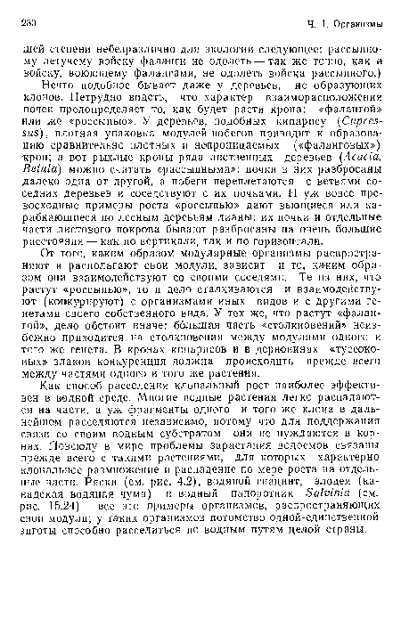 Нечто подобное бывает даже у деревьев, не образующих клонов. Нетрудно видеть, что характер взаиморасположения почек предопределяет то, как будет расти крона: «фалангой» или же «россыпью». У деревьев, подобных кипарису (Cupres-sus), плотная упаковка модулей-побегов приводит к образованию сравнительно плотных и непроницаемых («фаланговых») -крон; а вот рыхлые кроны ряда лиственных деревьев (Acacia, Betula) можно считать «рассыпными»: почки в них разбросаны далеко одна от другой, а побеги переплетаются с ветвями соседних деревьев и соседствуют с их почками. И уж вовсе превосходные примеры роста «россыпью» дают вьющиеся или карабкающиеся по лесным деревьям лианы: их почки и отдельные части листового покрова бывают разбросаны на очень большие расстояния —как по вертикали, так и по горизонтали.