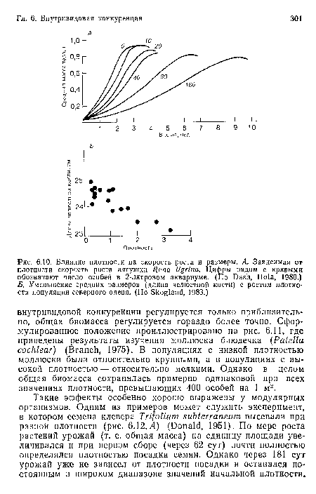 Такие эффекты особенно хорошо выражены у модулярных организмов. Одним из примеров может служить эксперимент, в котором семена клевера Trifotium subterraneum высевали при разной плотности (рис. 6.12, Л) (Donald, 1951). По мере роста растений урожай (т. е. общая масса) на единицу площади увеличивался и при первом сборе (через 62 сут) почти полностью определялся плотностью посадки семян. Однако через 181 сут урожай уже не зависел от плотности посадки и оставался постоянным в широком диапазоне значений начальной плотности.