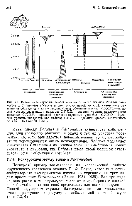 Четвертый пример заимствован из классической работы крупнейшего советского эколога Г. Ф. Гаузе, который в серии лабораторных экспериментов изучал конкуренцию на трех видах простейших Paramecium (Gause, 1934, 1935). Все три вида хорошо росли в монокультуре, достигая в пробирках с жидкой средой стабильных значений предельных плотностей популяции. Пищей иифузориям служили бактериальные или дрожжевые клетки, растущие на регулярно добавляемой овсяной муке (рис. 7.2,Л).