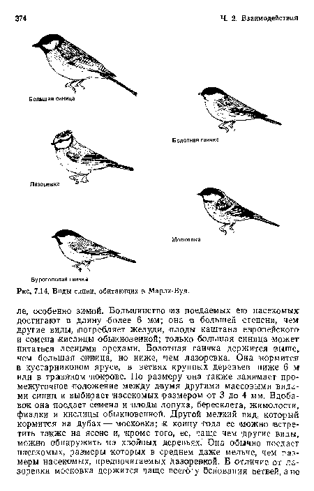 Рис, 7.14. Виды синиц, обитающих в Марли-Вуд.