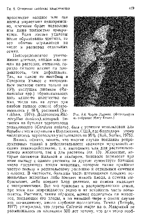 Непосредственное уничтожение цветков, плодов или семян ¡на растении, очевидно, гораздо сильнее влияет на плодовитость, чем дефолиация.