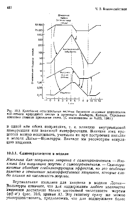 Изоклина для популяции хищника с самоограничением. — Изоклина для популяции жертвы с самоограничением. — Самоограничение обладает стабилизирующим эффектом, но это особенно заметно в отношении малоэффективных хищников, которые слабо влияют на численность жертвы.