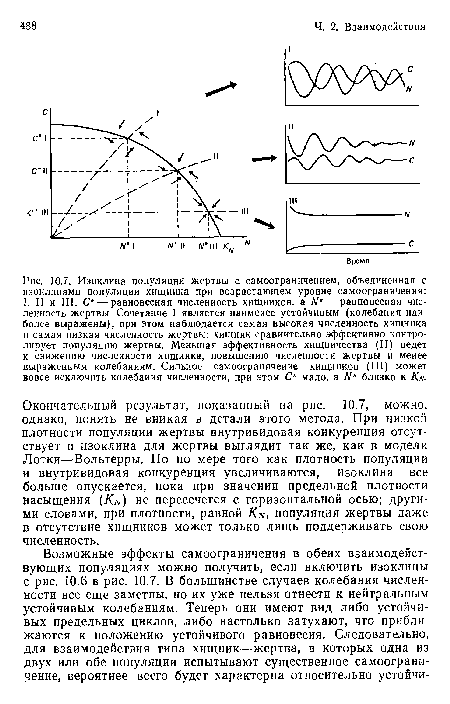 Окончательный результат, показанный на рис. 10.7, можно, однако, понять не вникая в детали этого метода. При низкой плотности популяции жертвы внутривидовая конкуренция отсутствует и изоклина для жертвы выглядит так же, как в модели Лотки—Вольтерры. Но по мере того как плотность популяции и внутривидовая конкуренция увеличиваются, изоклина все больше опускается, пока при значении предельной плотности насыщения (Kn) не пересечется с горизонтальной осью; другими словами, при плотности, равной Kn, популяция жертвы даже в отсутствие хищников может только лишь поддерживать свою численность.