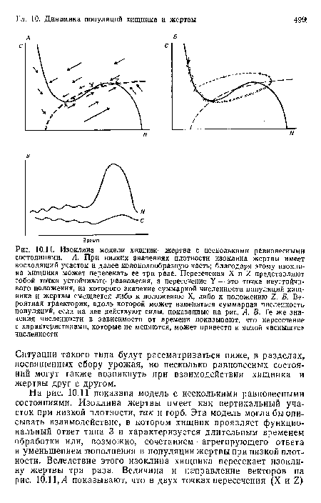 Изоклина модели хищник—жертва с несколькими равновесными состояниями. А. При низких значениях плотности изоклина жертвы имеет восходящий участок и далее колоколообразиую часть; благодаря этому изоклина хищника может пересекать ее три раза. Пересечения X и 1 представляют собой точки устойчивого равновесия, а пересечение У — это точка неустойчивого положения, из которого значение суммарной численности популяций хищника и жертвы смещается либо к положению X, либо к положению 1. Б. Вероятная траектория, вдоль которой может изменяться суммарная численность популяций, если на нее действуют силы, показанные на рис. А. В. Те же значения численности в зависимости от времени показывают, что пересечение с характеристиками, которые не меняются, может привести к явной «вспышке» численности