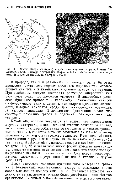 Какой вид первым поселится на только что появившемся мертвом материале, в значительной степени зависит от случая, но в некоторых местообитаниях встречаются специализированные организмы, свойства которых повышают их шансы первыми заселять источники органического вещества. Растительный опад, попадающий в ручьи или пруды, часто заселяют водные грибы (например, НурЬошусе1ез), имеющие споры с клейкими кончиками (рис. 11.1, А) и часто необычную форму, которая, по-видимому, существенно повышает возможность того, что споры попадут на упавшие листья и приклеются к ним. Они могут распространяться, разрастаясь внутри тканей от одной клетки к другой (рис. 11.2).