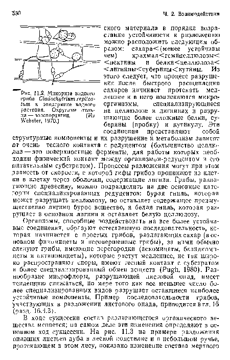 Организмы, способные воздействовать на все более устойчивые соединения, образуют естественную последовательность, которая начинается с простых грибов, разлагающих сахар (в основном фикомицеты и несовершенные грибы), за ними обычно следуют грибы, имеющие перегородки (аскомицеты, базидиоми-цеты и актиномицеты), которые растут медленнее, не так широко распространяют споры, имеют тесный контакт с субстратом и более специализированный обмен веществ (Pugh, 1980). Разнообразие микрофлоры, разрушающей листовой опад, имеет тенденцию снижаться, по мере того как все меньшее число более специализированных видов разрушает оставшиеся наиболее устойчивые компоненты. Пример последовательности грибов, участвующих в разложении листового опада, приводится в гл. 16 (разд. 16.4.3).