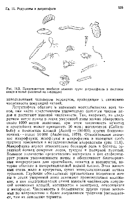 Представители наиболее важных групп детритофагов в листовом опаде и почве (масштаб не соблюден)