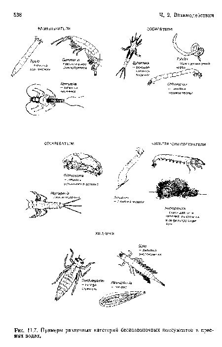 Примеры различных категорий беспозвоночных консументов в пресных водах.