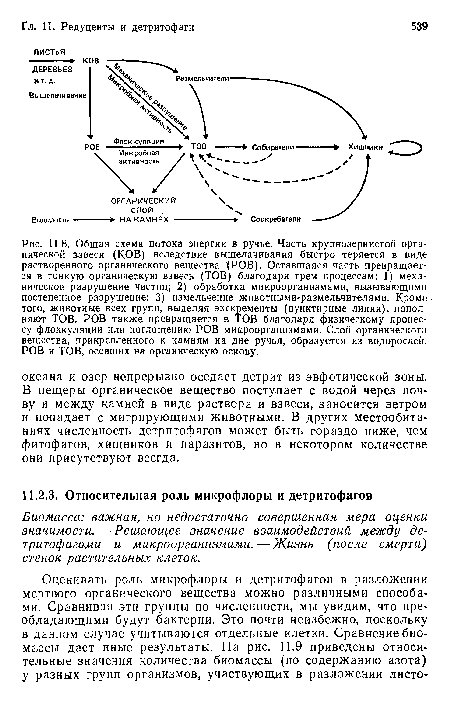 Общая схема потока энергии в ручье. Часть крупнозернистой органической взвеси (КОВ) вследствие выщелачивания быстро теряется в виде растворенного органического вещества (РОВ). Оставшаяся часть превращается в тонкую органическую взвесь (ТОВ) благодаря трем процессам