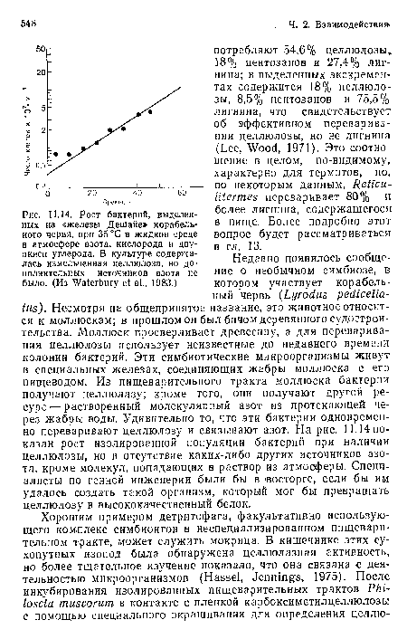 Недавно появилось сообщение о необычном симбиозе, в котором участвует корабельный червь (Lyrodus pedicella-tus). Несмотря на общепринятое название, это животное относится к моллюскам; в прошлом он был бичом деревянного судострои-тельства. Моллюск просверливает древесину, а для переваривания целлюлозы использует неизвестные до недавнего времени колонии бактерий. Эти симбиотические микроорганизмы живут в специальных железах, соединяющих жабры моллюска с его пищеводом. Из пищеварительного тракта моллюска бактерии получают целлюлазу; кроме того, они получают другой ресурс— растворенный молекулярный азот из протекающей через жабры воды. Удивительно то, что эти бактерии одновременно переваривают целлюлозу и связывают азот. На рис. 11.14 показан рост изолированной популяции бактерий при наличии целлюлозы, но в отсутствие каких-либо других источников азота, кроме молекул, попадающих в раствор из атмосферы. Специалисты по генной инженерии были бы в восторге, если бы им удалось создать такой организм, который мог бы превращать целлюлозу в высококачественный белок.