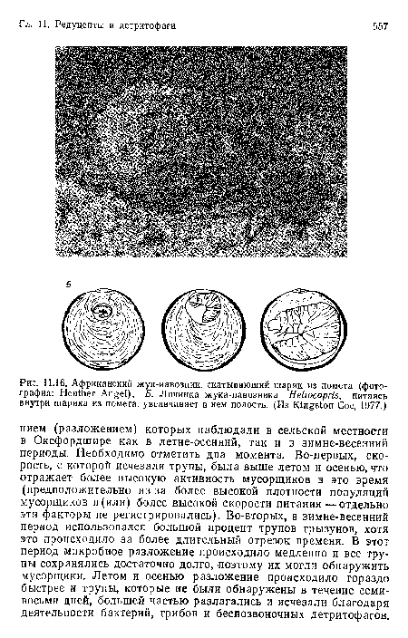 Африканский жук-иавозиик, скатывающий шарик из помета (фотография