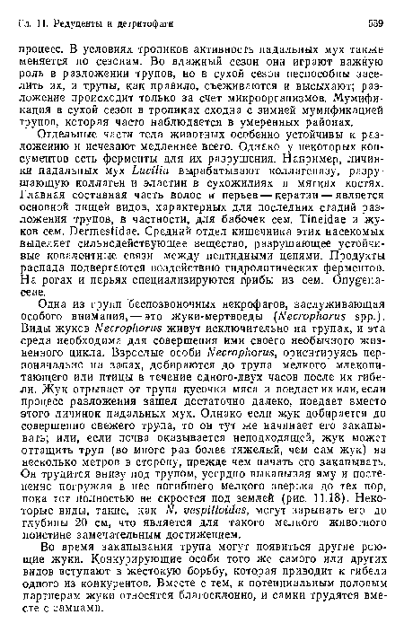 Во время закапывания трупа могут появиться другие роющие жуки. Конкурирующие особи того же самого или других видов вступают в жестокую борьбу, которая приводит к гибели одного из конкурентов. Вместе с тем, к потенциальным половым партнерам жуки относятся благосклонно, и самки трудятся вместе с самцами.