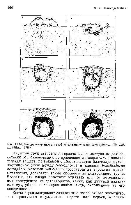 Захоронение мыши парой жуков-мертвоедов Necrophorus. (Из Milne, Milne, 1976.)