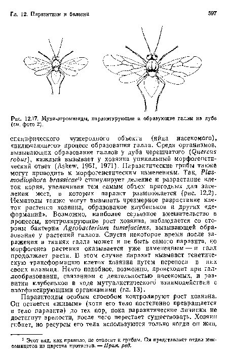 Мухи-агромизиды, паразитирующие и образующие галлы иа дубе (см. фото 2).