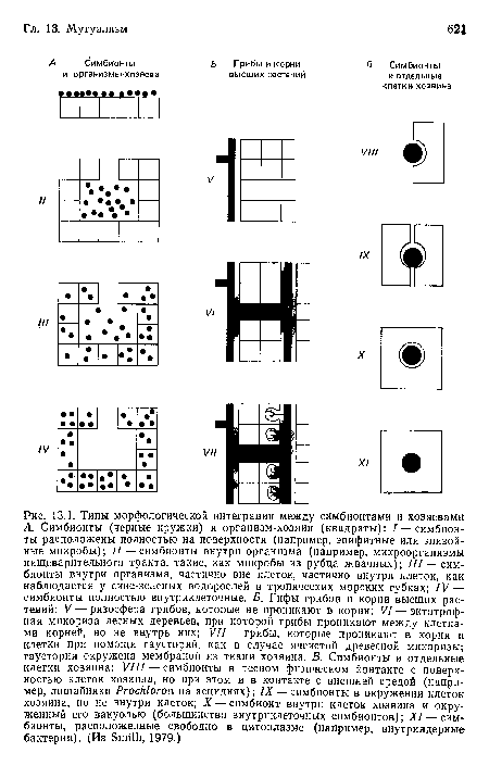 Типы морфологической интеграции между симбионтами и хозяевами А. Симбионты (черные кружки) и организм-хозяин (квадраты)