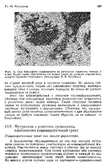 Этот тип взаимодействий с участием галлообразователей, обычных или «гнездовых» паразитов неоднократно встречается у различных диких видов инжира. Такая ситуация является одним из классических примеров коэволюции и параллельной эволюции мутуализма и паразитизма. (Отметим, что культурный инжир размножается партеногенетически и для образования плодов не требует опыления. Таким образом, он не зависит от бластофаг).