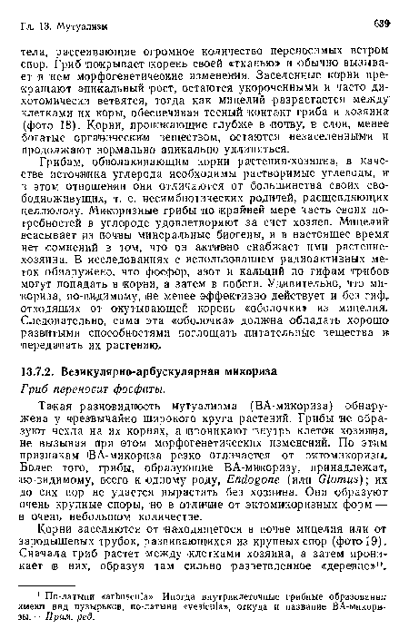 Корни заселяются от находящегося в почве мицелия или от зародышевых трубок, развивающихся из крупных спор (фото 19). Сначала гриб растет между клетками хозяина, а затем проникает ¡р них, образуя там сильно разветвленное «деревце»1 .