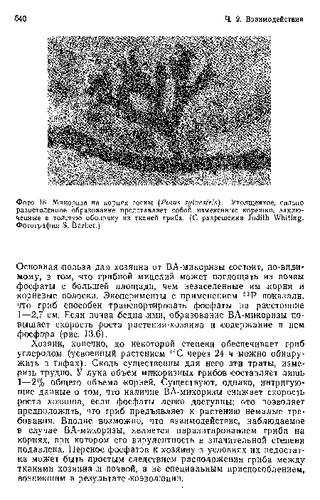 Хозяин, конечно, до некоторой степени обеспечивает гриб углеродом (усвоенный растением 14С через 24 ч можно обнаружить в гифах). Сколь существенны для него эти траты, измерить трудно. У лука объем микоризных грибов составляет лишь 1—2% общего объема корней. Существуют, однако, интригующие данные о том, что наличие ВА-микоризы снижает скорость роста хозяина, если фосфаты лепко доступны; это позволяет предположить, что гриб предъявляет к растению немалые требования. Вполне возможно, что взаимодействие, наблюдаемое в случае ВА-микоризы, является паразитированием гриба на корнях, при котором его вирулентность в значительной степени подавлена. Перенос фосфатов к хозяину в условиях их недостатка может быть простым следствием расположения гриба между тканями хозяина и почвой, а не специальным приспособлением, возникшим в результате коэволюции.