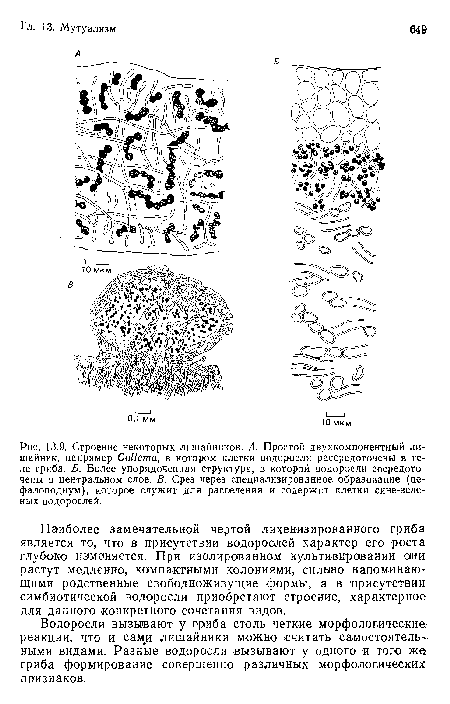 Строение некоторых лишайников. А. Простой двухкомпонентный лишайник, например СоИета, в котором клетки водоросли рассредоточены в теле гриба. Б. Более упорядоченная структура, в которой водоросли сосредоточены в центральном слое. В. Срез через специализированное образование (це-фалоподиум), которое служит для расселения и содержит клетки сине-зеленых водорослей.