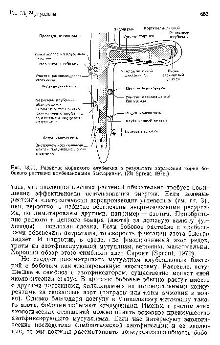 Развитие корневого клубенька в результате заражения корня бобового растения клубеньковыми бактериями. (Из Зргеп!;, 1979.)