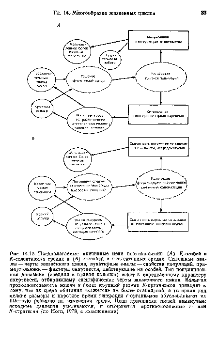 Предполагаемые причинные цепи возникновения (Л) К-особей в /(-селективных средах и (Б) r-особей в r-селективных средах. Сплошные овалы— черты жизненного цикла, пунктирные овалы — свойства популяций, прямоугольники— факторы смертности, действующие на особей. Тип популяционной динамики (средняя и правая колонки) ведет к определенному характеру смертности, отбирающему специфические черты жизненного цикла. Большая продолжительность жизии и более крупный размер /(-организмов приводят к тому, что их среда обитания «кажется» им более стабильной, в то время как мелкие размеры и короткое время генерации r-организмов обусловливают их быструю реакцию на изменения среды. Цепи причинных связей замкнутые