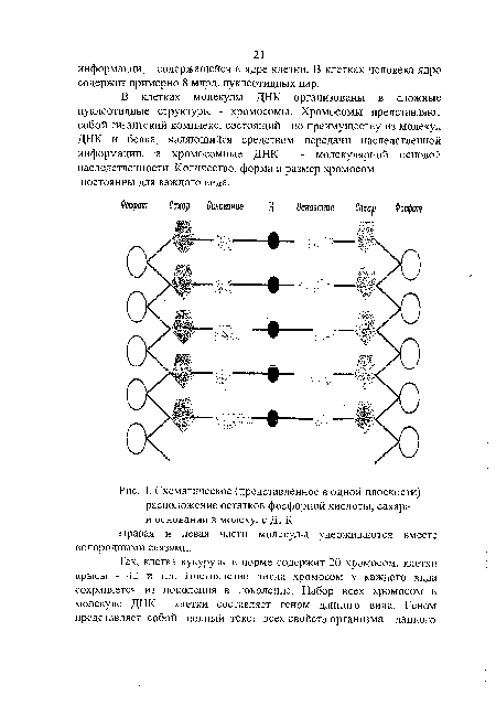 Схематическое (представленное в одной плоскости) расположение остатков фосфорной кислоты, сахара и оснований б молекул© Д] К. правая и левая части молекулы удерживаются вместе ВОДОРОДНЫМИ связями.