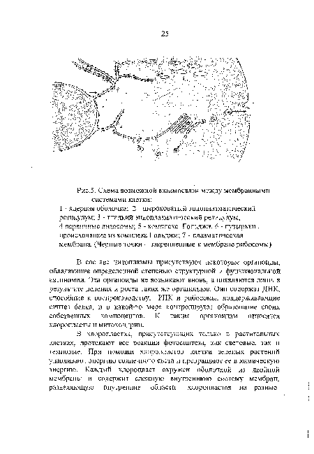 Схема возможной взаимосвязи между мембранными системами клетки