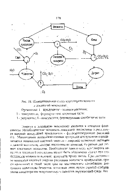 Принципиальная схема круговорота веществ в локальной экосистеме