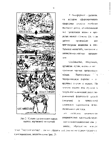Уровни организации живых систем, изучаемой экологией