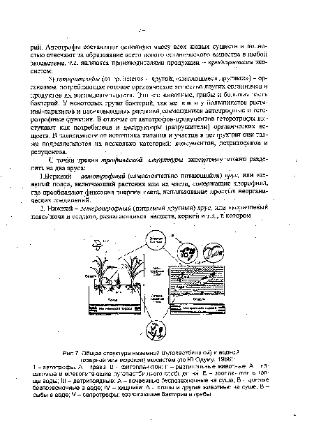 Общая структура наземной (лугопастбищной) и водной (озерной или морской) экосистем (по Ю.Одуму, 1986)