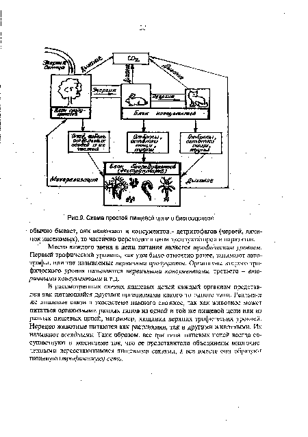 Схема простой пищевой цепи в биогеоценозе