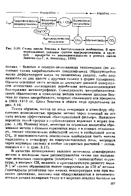 Таким образом, выход из зоны генерации в атмосферу обусловлен возможностью прорыва метана через стоящий на его пути весьма эффективный «бактериальный фильтр». Наименее вероятен такой прорыв в глубоководных водоемах и морях (см. рис. 1.10). Поэтому моря, несмотря на огромные масштабы образования метана в нижних горизонтах воды и в донных отложениях, вносят относительно небольшой вклад в глобальный поток СН4. В континентальных экосистемах наибольшая часть метана выделяется в атмосферу из переувлажненных почв, мигрируя через корневую систему и стебли сосудистых растений - осоки, камыша и т. п. (рис. 3.17).