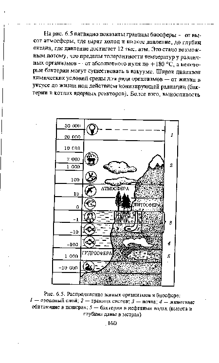 Распределение живых организмов в биосфере