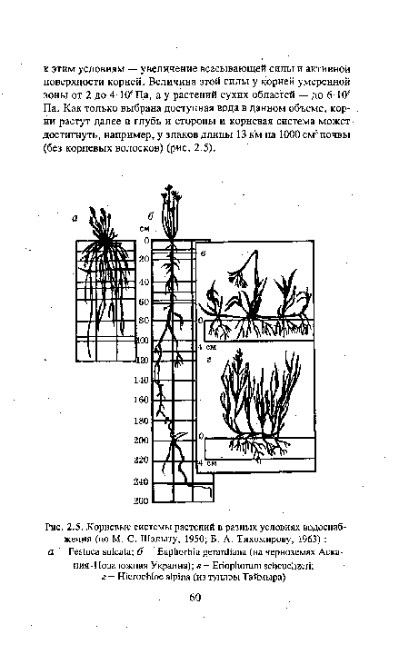 Корневые системы растений в разных условиях водоснабжения (по М. С. Шалыту, 1950; Б. А. Тихомирову, 1963) 