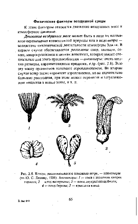 Плоды, расселяющиеся с помощью ветра, — анемохоры (по Ю. С. Левину, 1951). Анемохоры