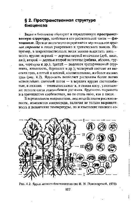 Яруса лесного биогеоценоза (по И. Н. Пономаревой, 1978)