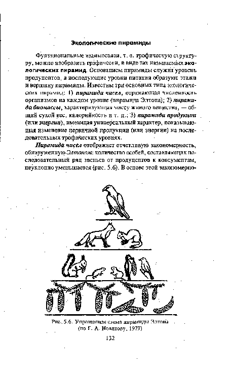 Упрощенная схема пирамиды Элтона (по Г. А. Новикову, 1979)