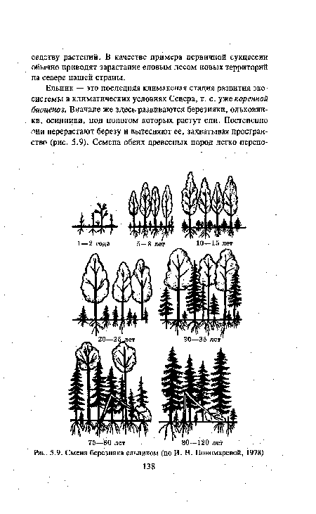 Смена березняка ельником (по И. Н. Пономаревой, 1978)