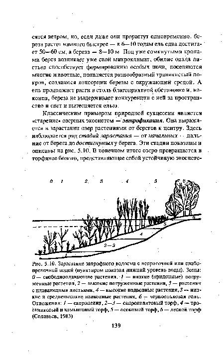 Зарастание эвтрофного водоема с непроточной или слабопроточной водой (пунктиром показан нижний уровень воды). Зоны