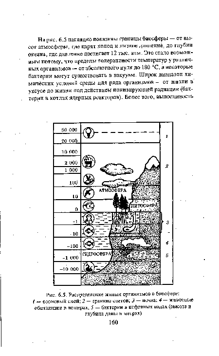 Распределение живых организмов в биосфере