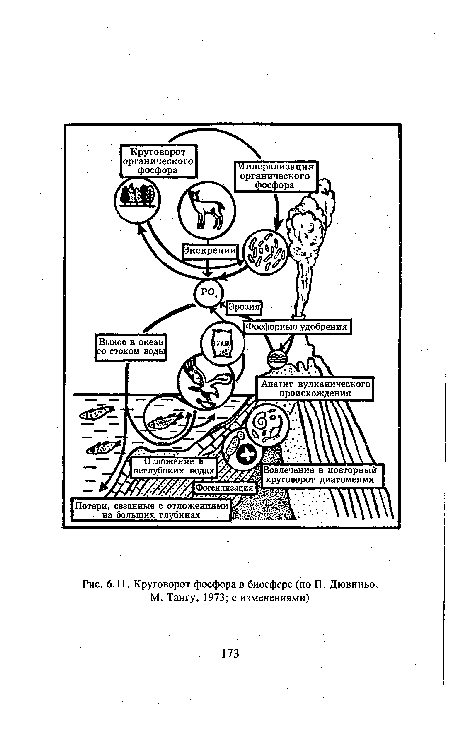 Круговорот фосфора.в биосфере (по П. Дювиньо, М. Тангу, 1973; с изменениями)