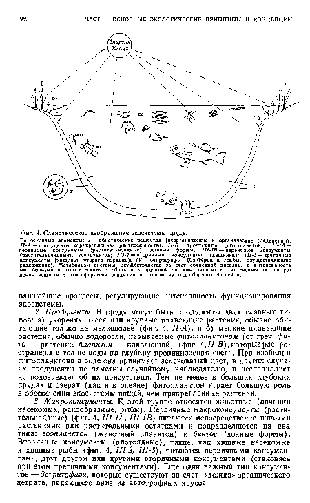 Схематическое изображение экосистемы пруда.