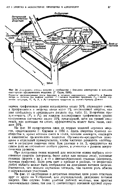 Диаграмма потока энергии в сообществе с большим «импортом» и меньшим -«экспортом» органического вещества (Г Одум, 1956).