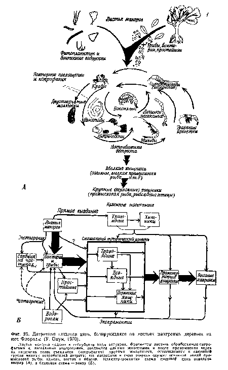 Детритная пищевая цепь, базирующаяся на листьях мангровых деревьев на юге Флориды (У. Одум, 1970).