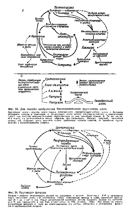 Два способа изображения биогеохимического круговорота азота.